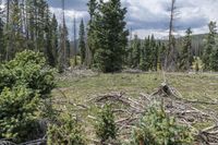 many pieces of tree are piled down in the middle of a pine forest with mountains in the distance