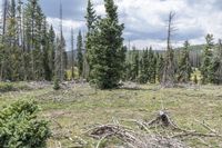 many pieces of tree are piled down in the middle of a pine forest with mountains in the distance