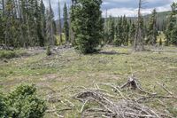 many pieces of tree are piled down in the middle of a pine forest with mountains in the distance