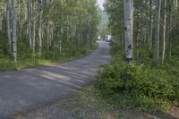 the empty road leading to the park is surrounded by trees and weeds and small bushes