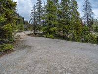 a dog stands on the edge of some large boulders in the middle of trees and rocks