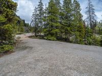 a dog stands on the edge of some large boulders in the middle of trees and rocks