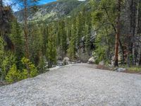 a dog stands on the edge of some large boulders in the middle of trees and rocks