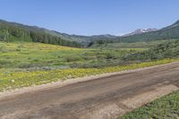 a dirt road in a valley covered with tall pine trees and wildflowers with mountains in the distance