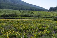 a field of yellow dandelions and horses by a mountain lake or stream on a clear day