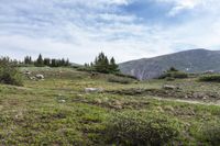 several sheep are grazing on a mountain field with pine trees on a sunny day at the base