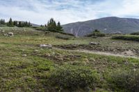 several sheep are grazing on a mountain field with pine trees on a sunny day at the base