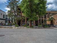 street corner with tree on the corner of the corner and a building behind it that is surrounded by multiple windows and a perforated brown lattice