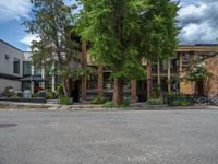 street corner with tree on the corner of the corner and a building behind it that is surrounded by multiple windows and a perforated brown lattice