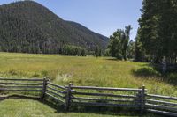 Colorado Mountain Grass Field in Open Space