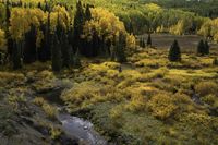 a stream runs through a hilly area of yellow plants and trees below them, under a cloudy sky