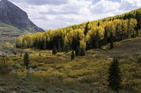 a large field in the middle of a mountain surrounded by trees and rocks along side of a road