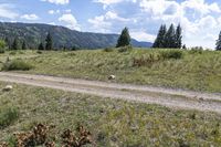 a bear in the mountains near a dirt road and forest in the distance is blue sky