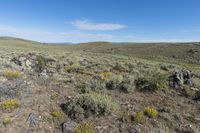 a field with wildflowers near a winding trail in the background and hills in the distance