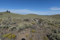 a field with wildflowers near a winding trail in the background and hills in the distance