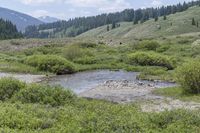 a creek runs through a small meadow in the mountains surrounding it is very hard to cross