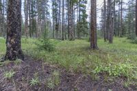 a pine forest with sparse grass on the ground and tall trees behind it and an opening in the distance