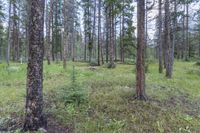 a pine forest with sparse grass on the ground and tall trees behind it and an opening in the distance