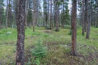 a pine forest with sparse grass on the ground and tall trees behind it and an opening in the distance