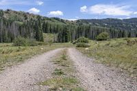 a dirt road is winding through the woods near trees and hills on either side of it