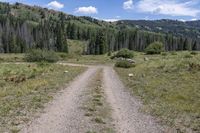 a dirt road is winding through the woods near trees and hills on either side of it