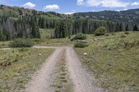 a dirt road is winding through the woods near trees and hills on either side of it