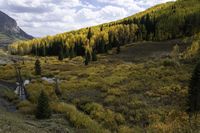 Colorado Mountain Landscape: A Forest View