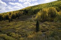 Colorado Mountain Landscape: A Forest View