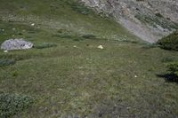 Colorado Mountain Landscape: Nature and Grass