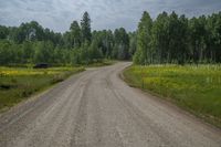 a gravel road next to trees and yellow wild flowers and shrubs under cloudy skies and white clouds