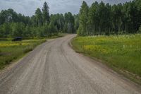 a gravel road next to trees and yellow wild flowers and shrubs under cloudy skies and white clouds