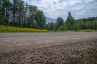 a barren road leading to a wooded area with flowers on the ground and trees in the background