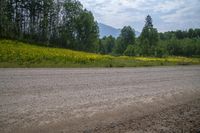 a barren road leading to a wooded area with flowers on the ground and trees in the background