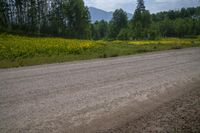 a barren road leading to a wooded area with flowers on the ground and trees in the background