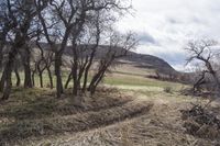 Colorado Mountain Road: Dirt and Low