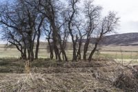 Mountain Road in Colorado with Grass Surface