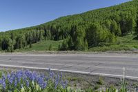 road next to the highway and hill covered in flowers and trees, with shrubs surrounding