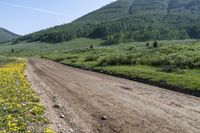 Colorado Mountain Vegetation: Immersed in Nature