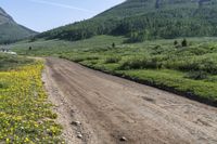 Colorado Mountain Vegetation: Immersed in Nature