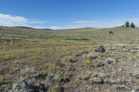 an open area with a very big rocky hillside in the background and bright blue sky above