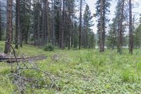 a pine forest with sparse grass on the ground and tall trees behind it and an opening in the distance