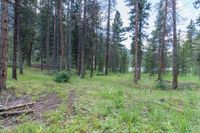 a pine forest with sparse grass on the ground and tall trees behind it and an opening in the distance