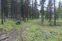 a pine forest with sparse grass on the ground and tall trees behind it and an opening in the distance