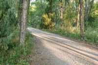 a dirt road surrounded by some tall trees with sun streaming through the leaves on each side