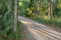 a dirt road surrounded by some tall trees with sun streaming through the leaves on each side