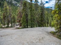 a dog stands on the edge of some large boulders in the middle of trees and rocks