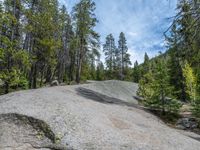 a dog stands on the edge of some large boulders in the middle of trees and rocks