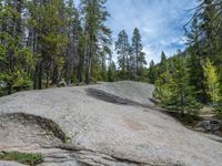 a dog stands on the edge of some large boulders in the middle of trees and rocks