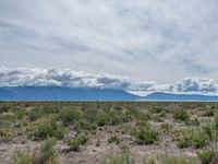 Colorado's Open Space: A Nature-Filled Grassland