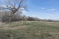 this grassy area has been cleared out for use as the land for development, including several horse grazes